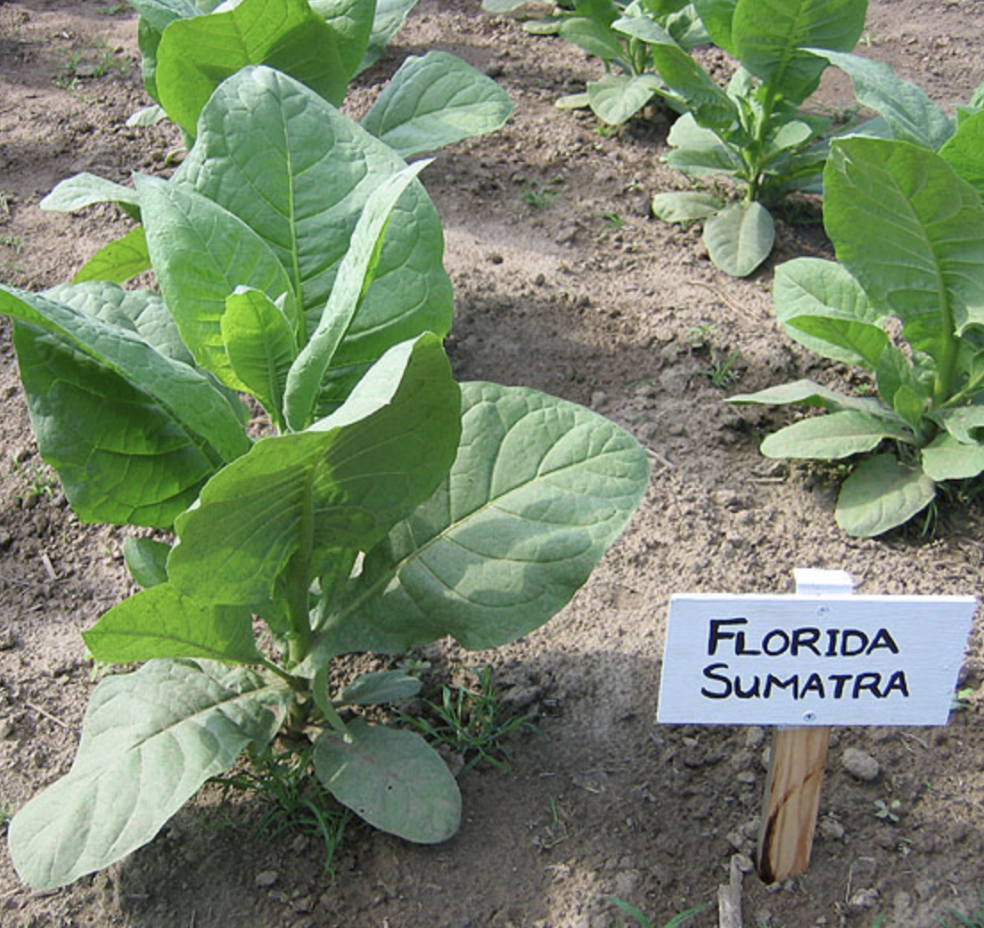 Florida Sumatra, Tobacco Seed Urban Farmer